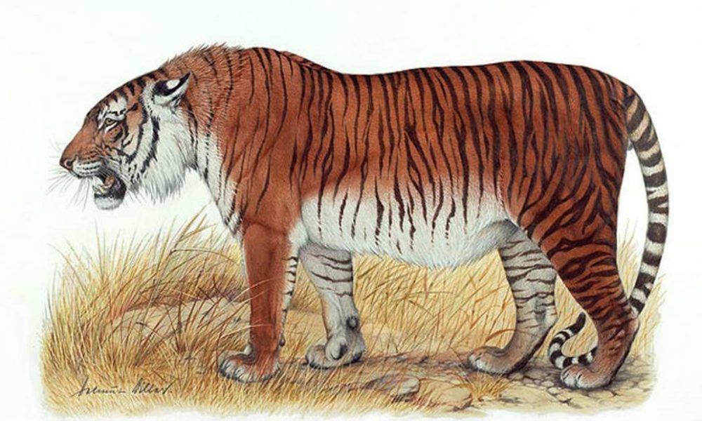 Znanstvenici planiraju izumrlog kaspijskog tigra vratiti iz mrtvih - znanost